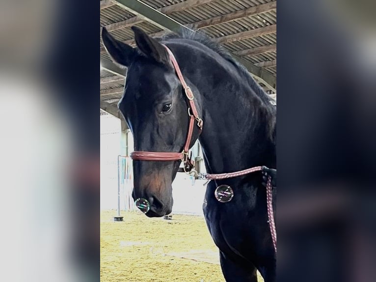 Westfale Stute 14 Jahre 175 cm Dunkelbrauner in Drensteinfurt