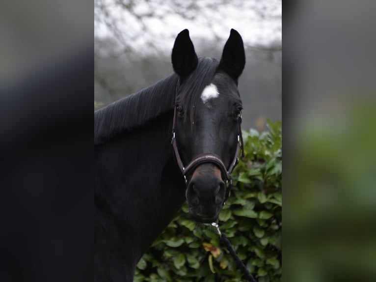 Westfale Stute 14 Jahre 175 cm Rappe in Borken