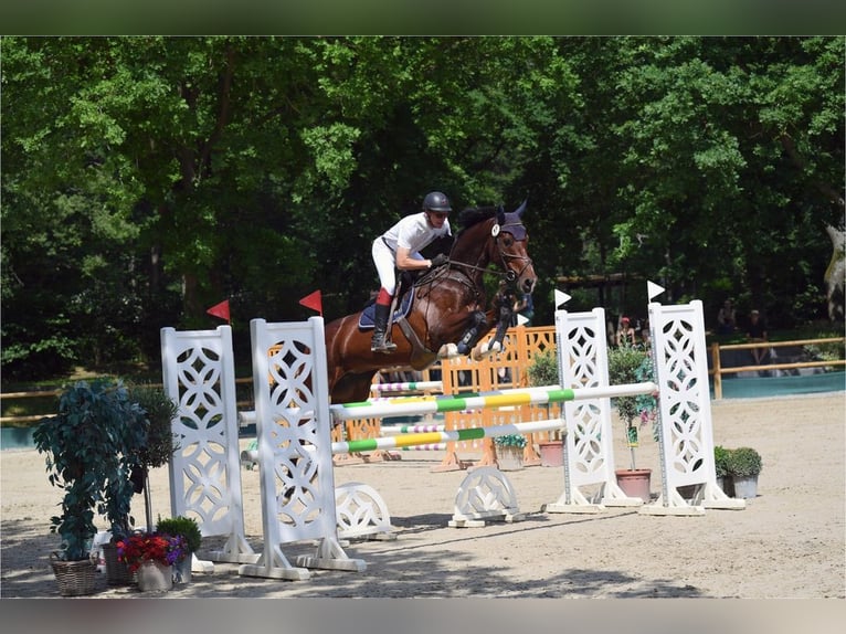 Westfale Stute 14 Jahre 178 cm Brauner in Korntal-Münchingen