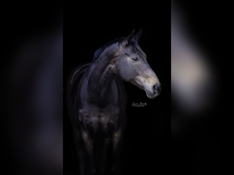 Westfale Stute 14 Jahre 178 cm Dunkelbrauner in Düsseldorf