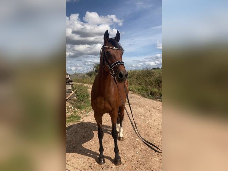 Westfale Stute 15 Jahre 160 cm Brauner in Bismark (Altmark)