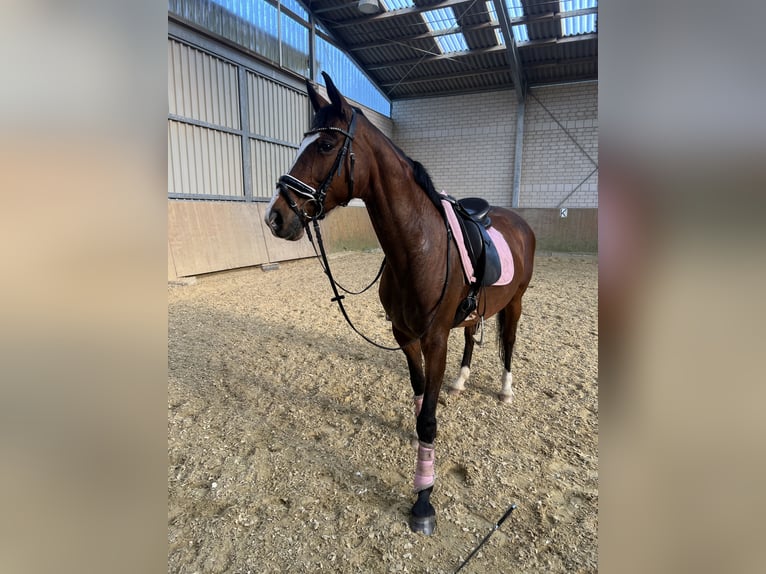 Westfale Stute 15 Jahre 160 cm Brauner in Solingen
