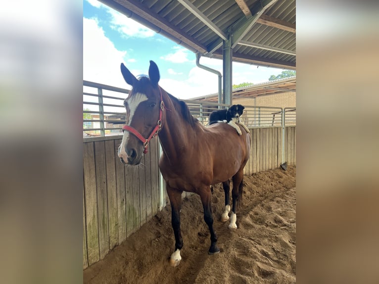 Westfale Stute 15 Jahre 160 cm Brauner in Solingen