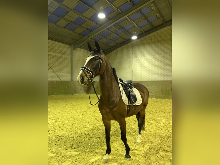 Westfale Stute 15 Jahre 160 cm Brauner in Solingen