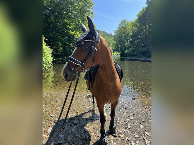 Westfale Stute 15 Jahre 160 cm Brauner in Solingen