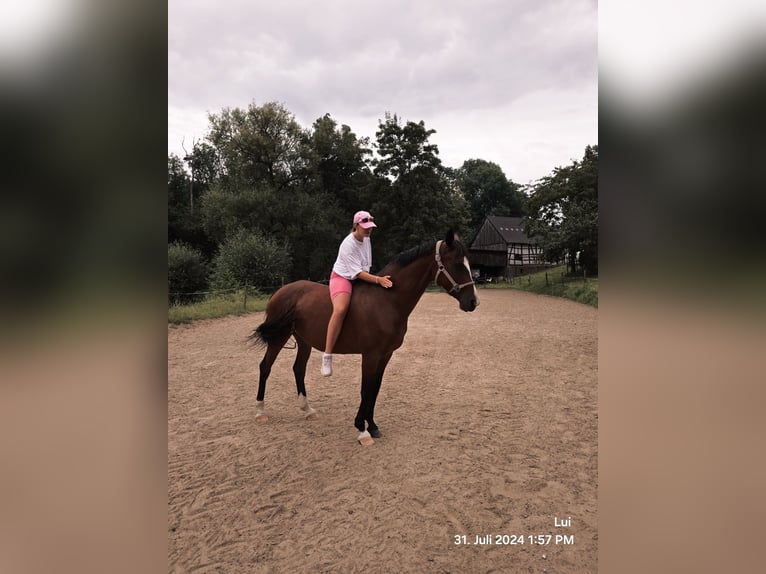 Westfale Stute 15 Jahre 160 cm Brauner in Solingen