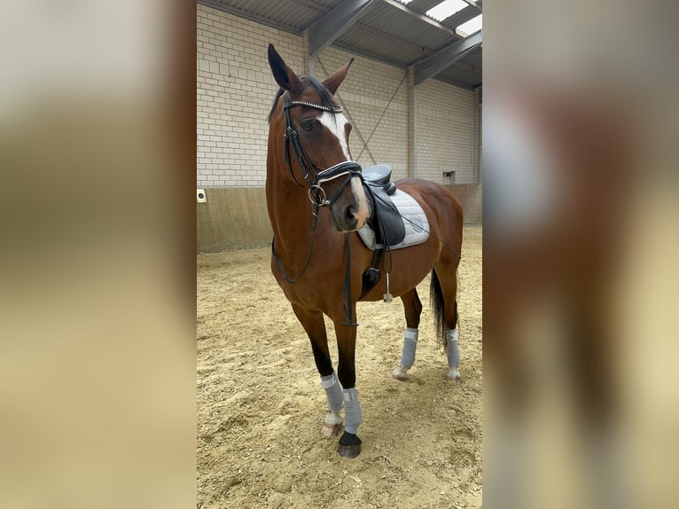 Westfale Stute 15 Jahre 160 cm Brauner in Solingen