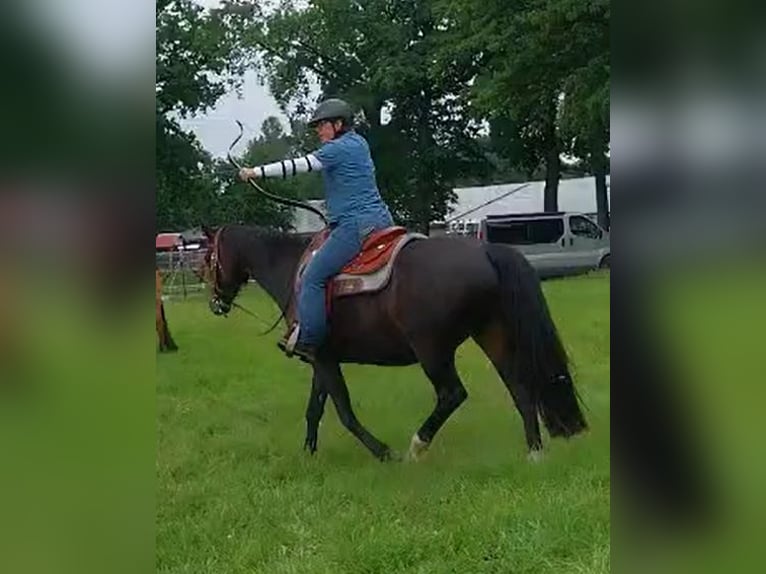 Westfale Stute 15 Jahre 160 cm Schwarzbrauner in Metelen