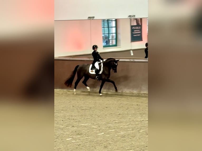 Westfale Stute 15 Jahre 162 cm Dunkelfuchs in Melle