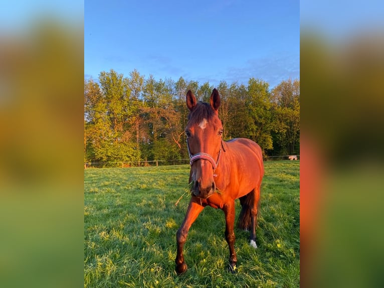 Westfale Stute 15 Jahre 163 cm Brauner in Drensteinfurt