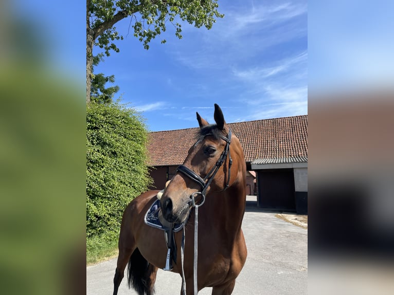 Westfale Stute 15 Jahre 163 cm Brauner in Drensteinfurt