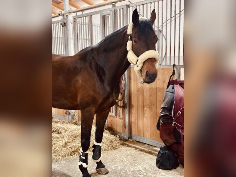 Westfale Stute 15 Jahre 163 cm Dunkelbrauner in Bad Segeberg