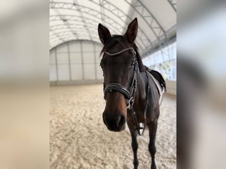 Westfale Stute 15 Jahre 164 cm Brauner in Jenbach