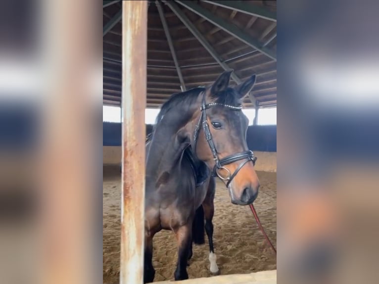 Westfale Stute 15 Jahre 164 cm Dunkelbrauner in B&#xFC;nde