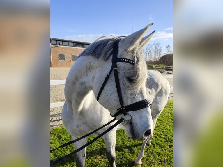 Westfale Stute 15 Jahre 164 cm Schimmel in Bad Laer