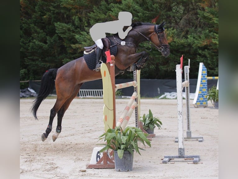 Westfale Stute 15 Jahre 165 cm Brauner in Poggio Alla Malva