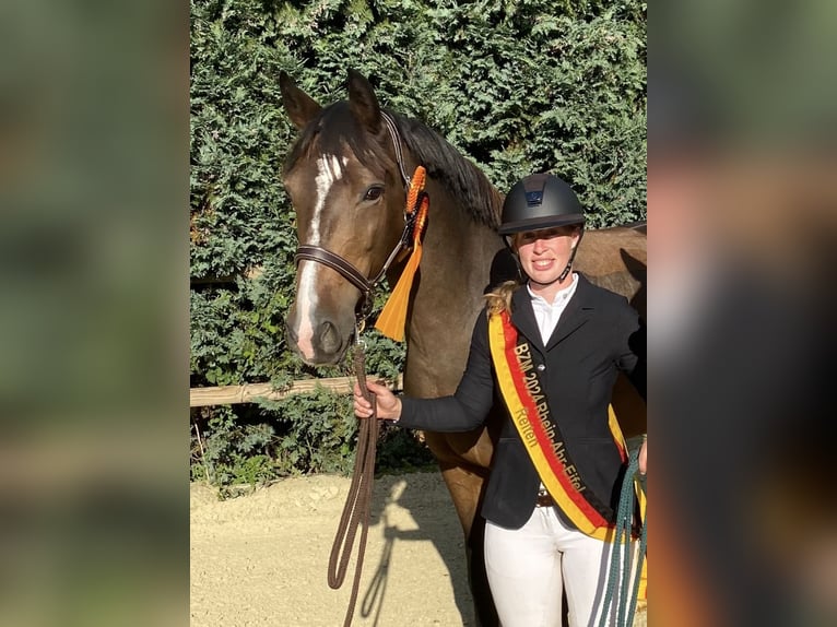 Westfale Stute 15 Jahre 165 cm Dunkelbrauner in Mayen