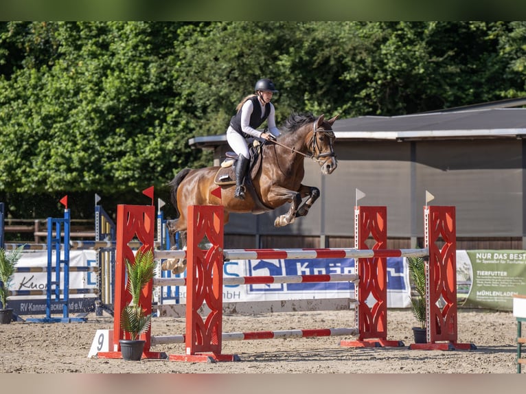 Westfale Stute 15 Jahre 165 cm Dunkelbrauner in Mayen