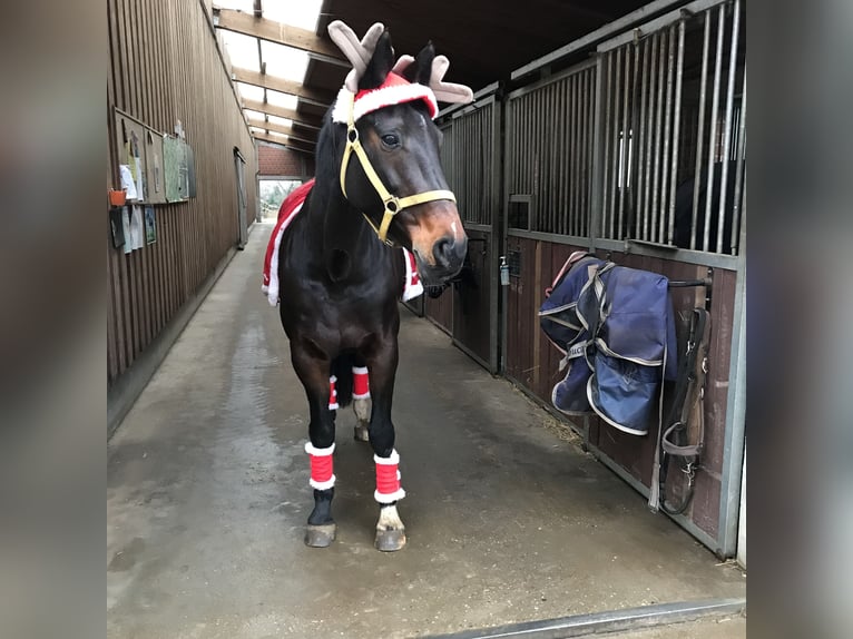 Westfale Stute 15 Jahre 165 cm Schwarzbrauner in Reichenwalde