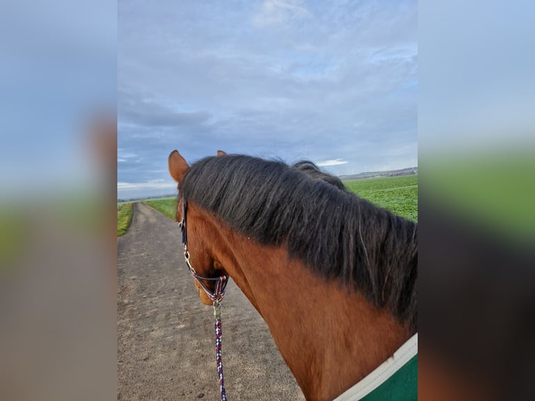 Westfale Stute 15 Jahre 167 cm Brauner in Schmalkalden