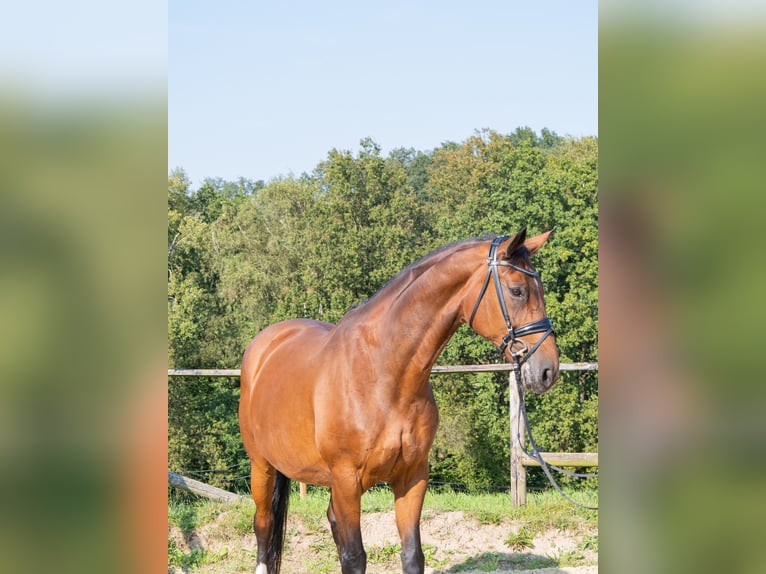 Westfale Stute 15 Jahre 168 cm Brauner in Lindlar Westfale Stute 15 Jahre 168 cm Brauner in Lindlar