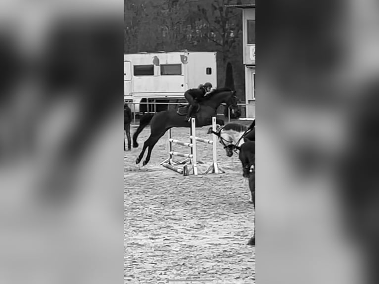 Westfale Stute 15 Jahre 168 cm Brauner in Büren