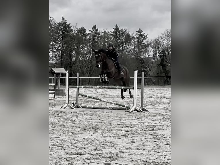 Westfale Stute 15 Jahre 168 cm Brauner in Büren