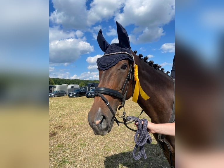 Westfale Stute 15 Jahre 168 cm Dunkelbrauner in G&#xFC;tersloh