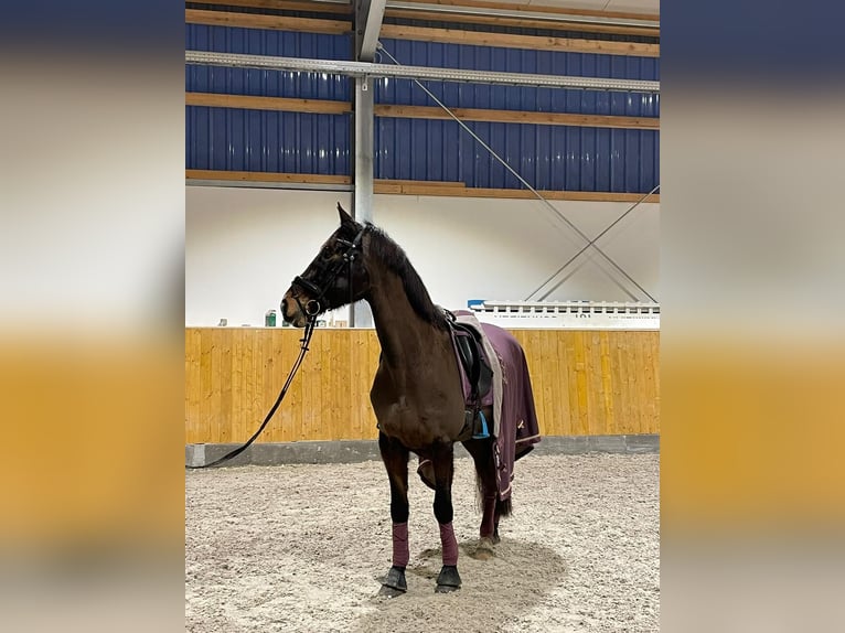 Westfale Stute 15 Jahre 168 cm Dunkelbrauner in G&#xFC;tersloh