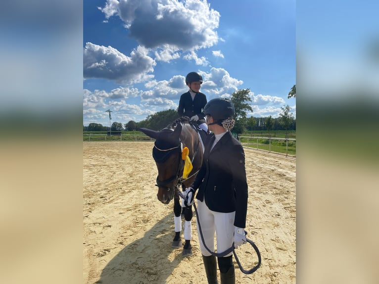 Westfale Stute 15 Jahre 168 cm Dunkelbrauner in G&#xFC;tersloh