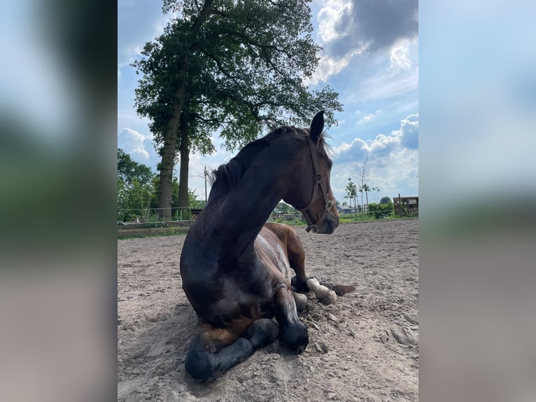 Westfale Stute 15 Jahre 168 cm Dunkelbrauner in G&#xFC;tersloh