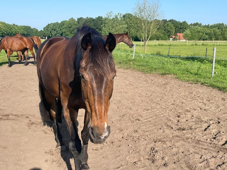 Westfale Stute 15 Jahre 168 cm Dunkelbrauner in G&#xFC;tersloh