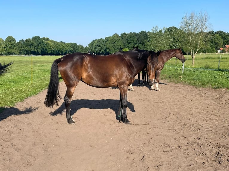 Westfale Stute 15 Jahre 168 cm Dunkelbrauner in G&#xFC;tersloh