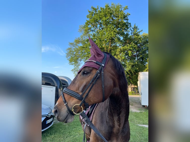 Westfale Stute 15 Jahre 168 cm Dunkelbrauner in G&#xFC;tersloh