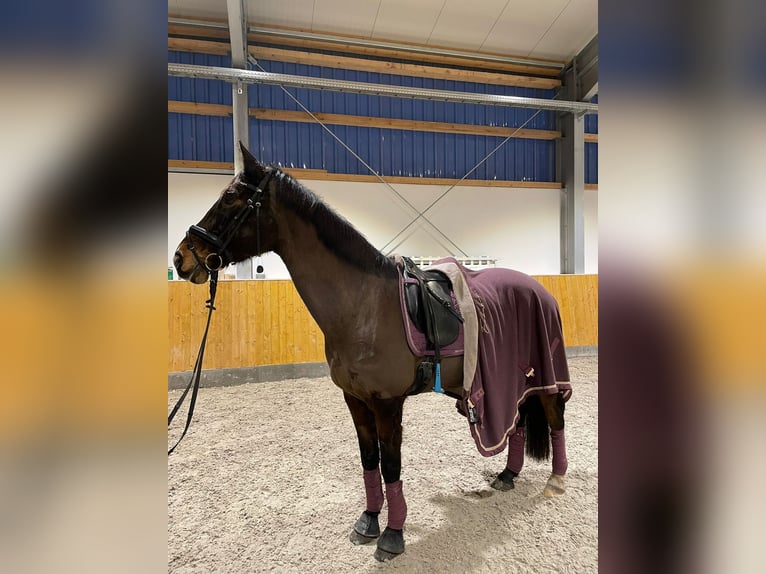 Westfale Stute 15 Jahre 168 cm Dunkelbrauner in G&#xFC;tersloh
