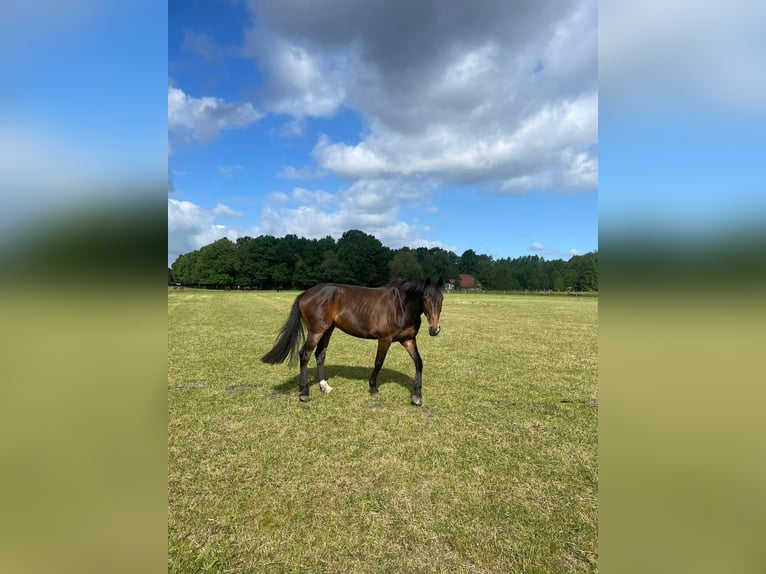 Westfale Stute 15 Jahre 168 cm Dunkelbrauner in G&#xFC;tersloh