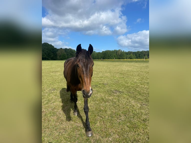 Westfale Stute 15 Jahre 168 cm Dunkelbrauner in G&#xFC;tersloh