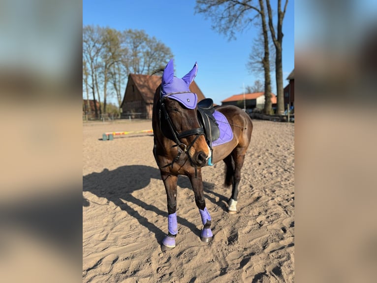 Westfale Stute 15 Jahre 168 cm Dunkelbrauner in G&#xFC;tersloh