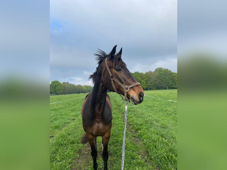 Westfale Stute 15 Jahre 168 cm Dunkelbrauner in G&#xFC;tersloh