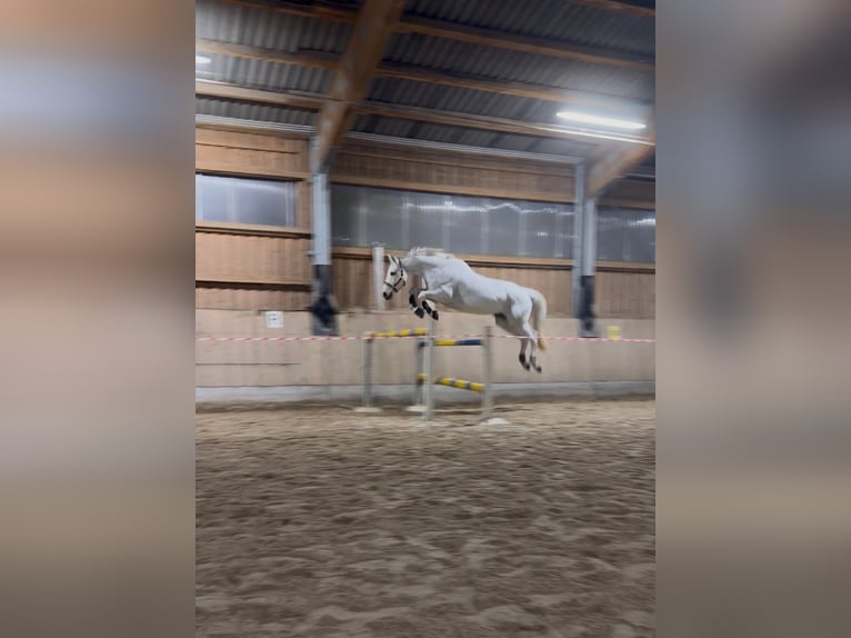 Westfale Stute 15 Jahre 168 cm Schimmel in Freiburg im Breisgau