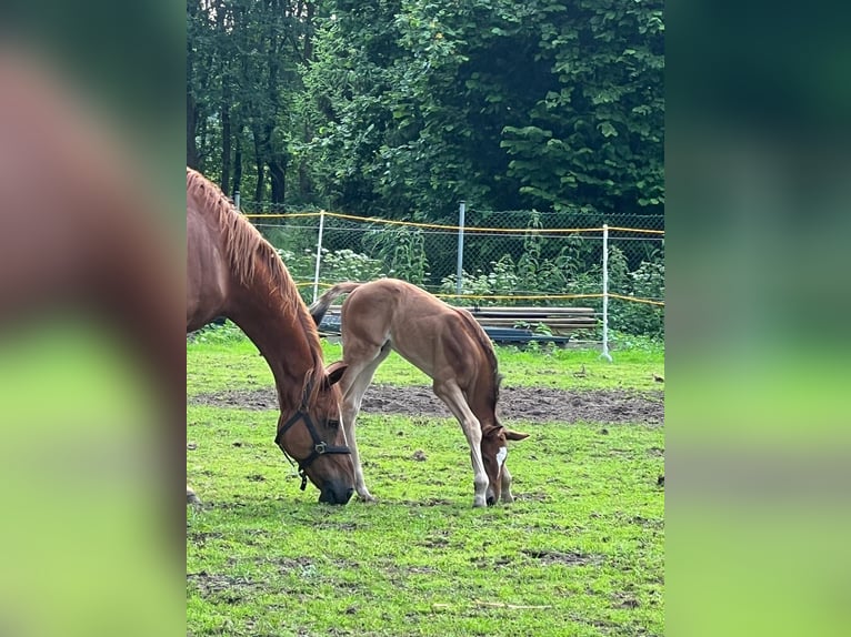 Westfale Stute 15 Jahre 169 cm Fuchs in OberhausenOberhausen