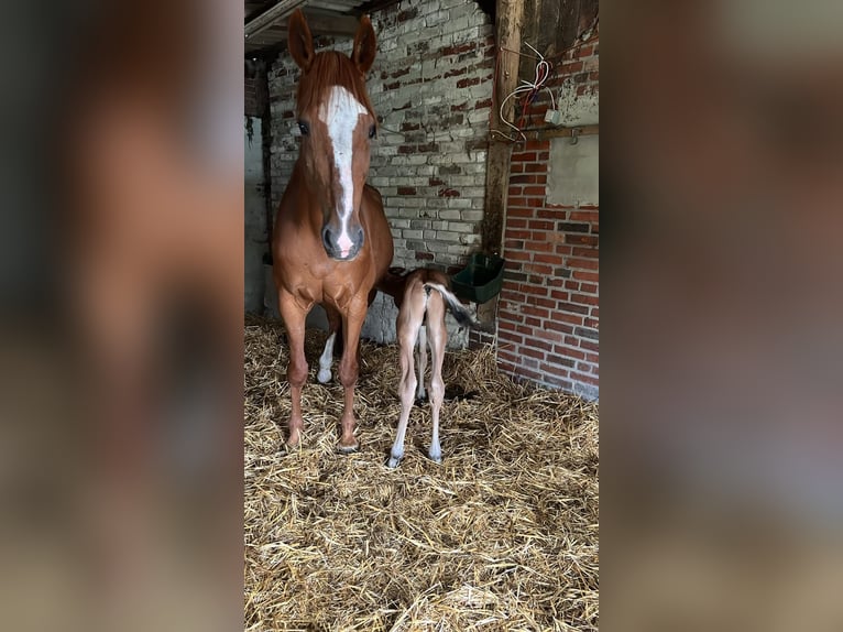 Westfale Stute 15 Jahre 169 cm Fuchs in OberhausenOberhausen