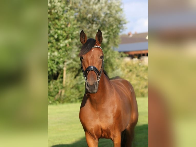 Westfale Stute 15 Jahre 172 cm Brauner in M&#xFC;lheim an der Ruhr