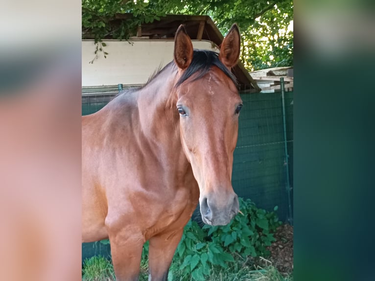 Westfale Stute 15 Jahre 174 cm Brauner in Linnich