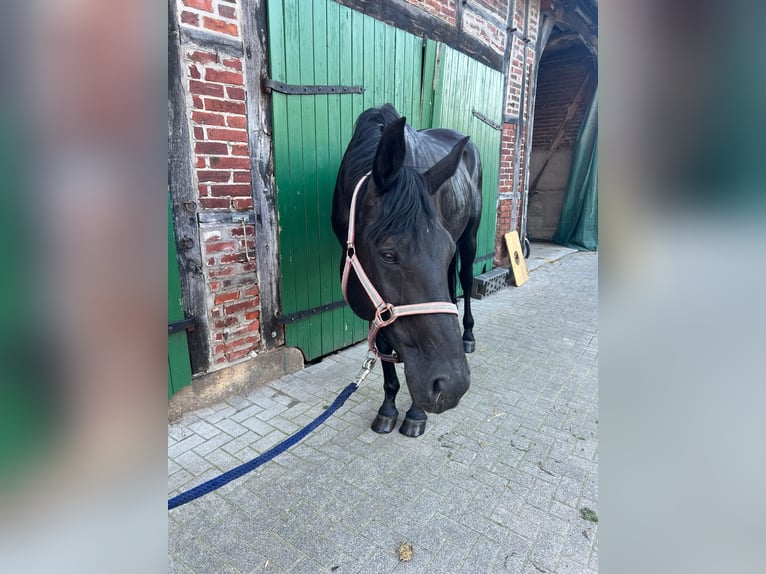 Westfale Stute 15 Jahre 175 cm Rappe in Billerbeck