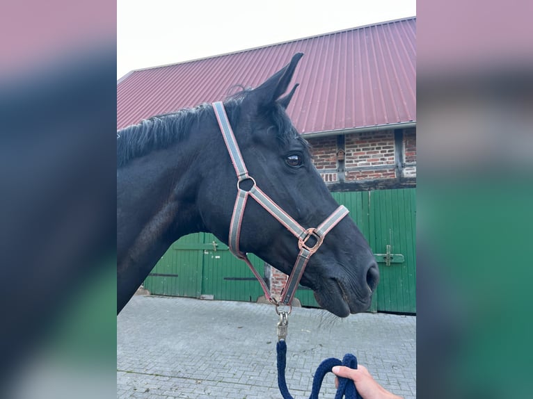 Westfale Stute 15 Jahre 175 cm Rappe in Billerbeck