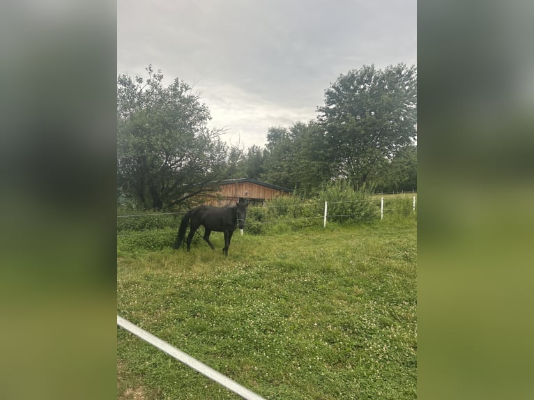 Westfale Stute 16 Jahre 159 cm Rappe in Siegen