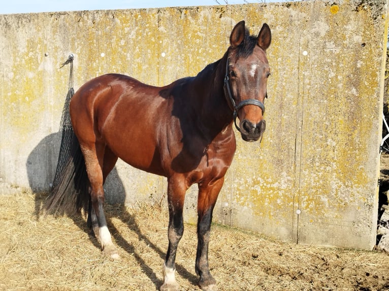 Westfale Stute 16 Jahre 163 cm Brauner in Willebadessen