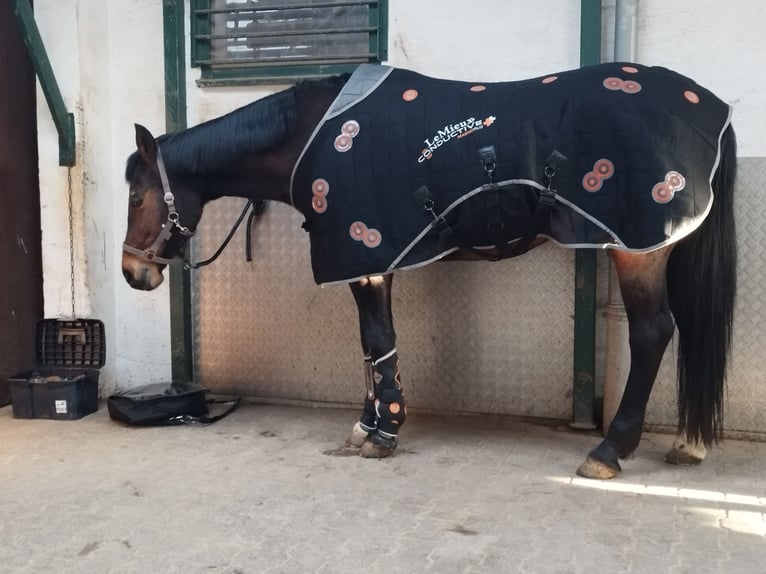 Westfale Stute 16 Jahre 163 cm Brauner in Willebadessen