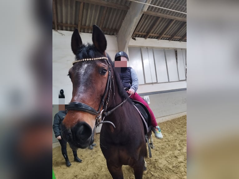 Westfale Stute 16 Jahre 163 cm Brauner in Willebadessen